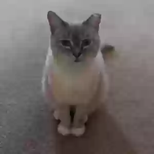 lost male cat sarge