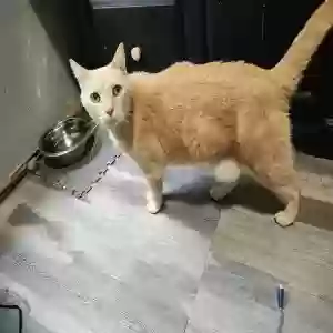 lost male cat yoda