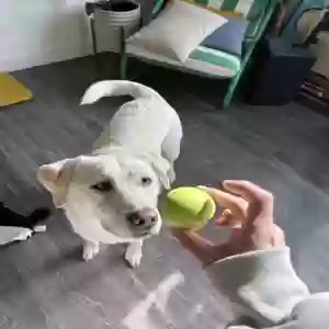 lost female dog bai