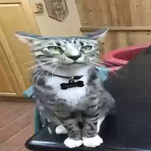 lost female cat iosefka