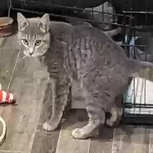 lost female cat lisa