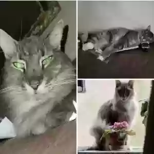 lost male cat mike