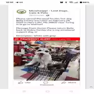 lost female dog bella conley