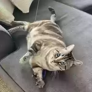 lost male cat henry
