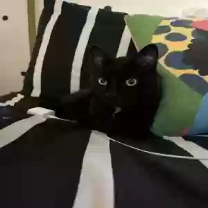 lost male cat stinky