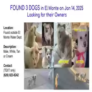 found male dog unknown