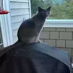 lost female cat nom nom
