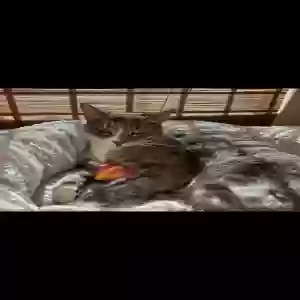 lost male cat dash