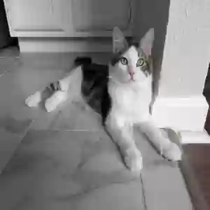 lost male cat zuko