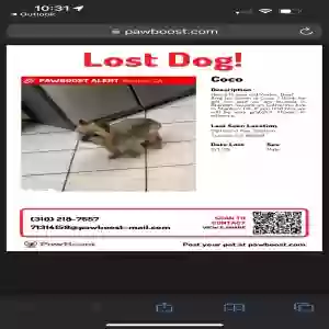 lost male dog unknown