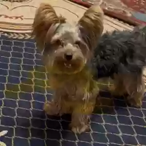 lost male dog teddy