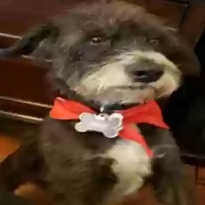 lost male dog unknown