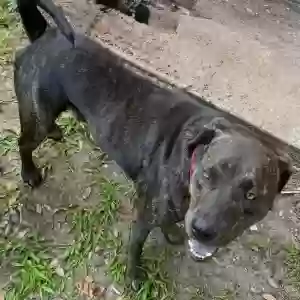 lost male dog gordo 