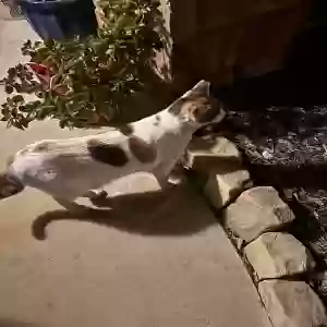 found female cat unknown
