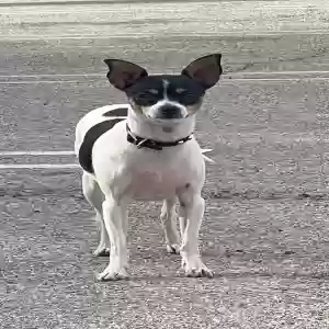 lost female dog pepper/mila