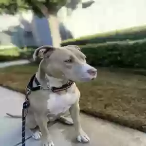 lost female dog nala