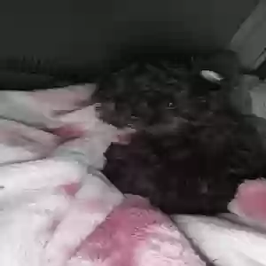 lost female dog unknown