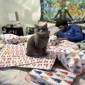 lost male cat kovu