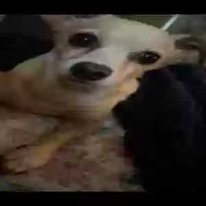 lost male dog sammy
