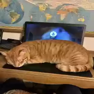 lost male cat sage