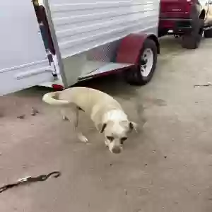 lost male dog spike