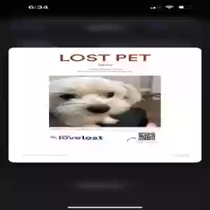 lost female dog jenny