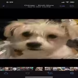 lost female dog pebbles