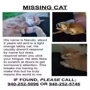 lost male cat naruto