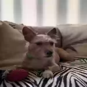 lost female dog unknown