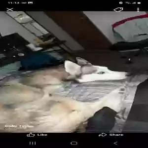 lost female dog luna