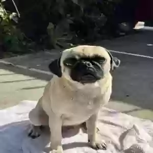 lost female dog chanel