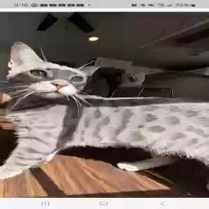 lost female cat heidi