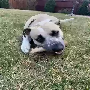 lost male dog cooper