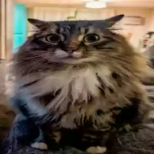 lost male cat rufus