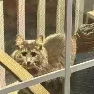 lost male cat hendrix
