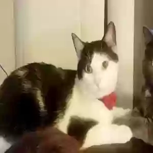 lost female cat stella rose
