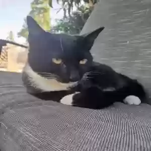 lost male cat maxwell