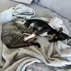 lost male cat cowboy