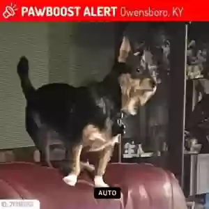 lost female dog jazmyne
