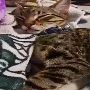 lost male cat chase