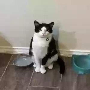 lost male cat loki