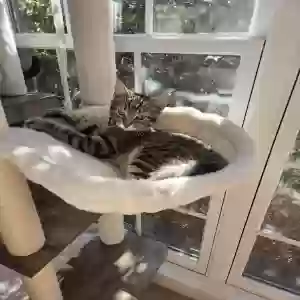 lost male cat nemo