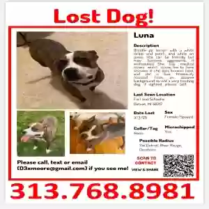 lost female dog luna