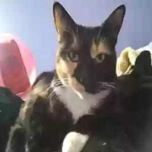 lost female cat pilot