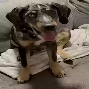 lost male dog bama 