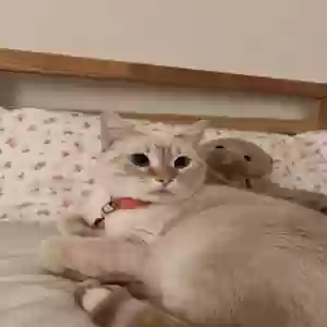 lost female cat miffy