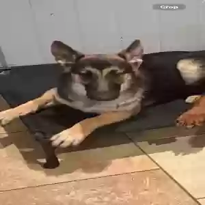 lost female dog dior