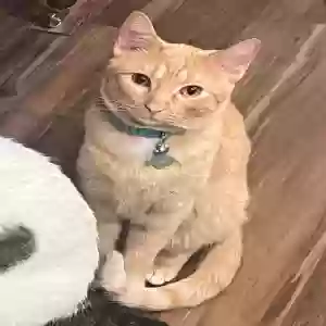 lost male cat noki (nickname is “gingie”)