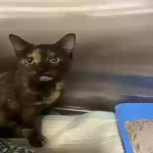lost female cat poppy