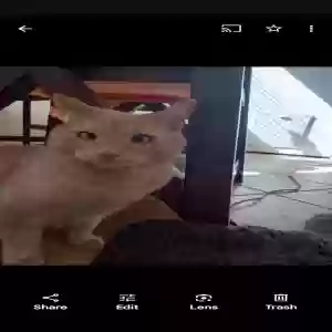 lost male cat rico